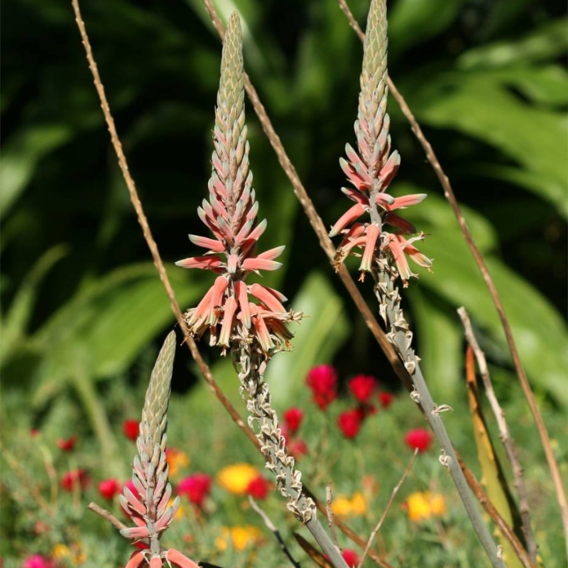 Rigid Aloe Aloe rigens